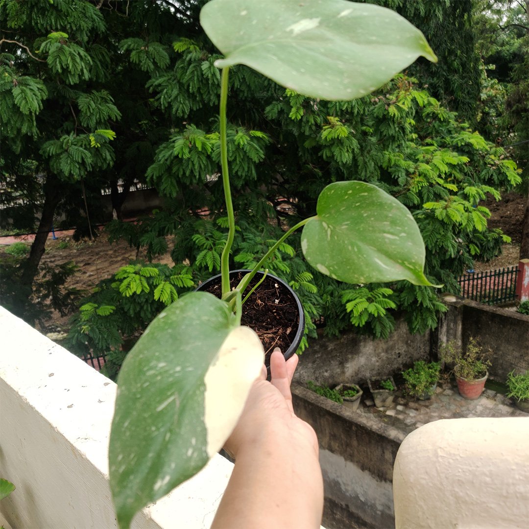 Monstera Thai Constellation